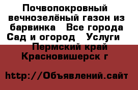 Почвопокровный, вечнозелёный газон из барвинка - Все города Сад и огород » Услуги   . Пермский край,Красновишерск г.